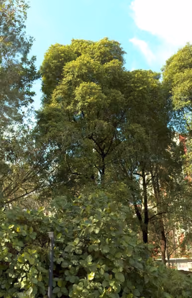 tree photo