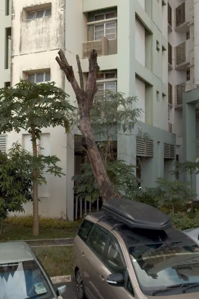 tree photo