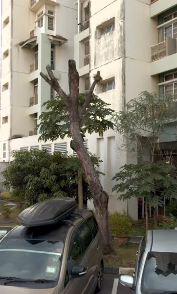 tree photo