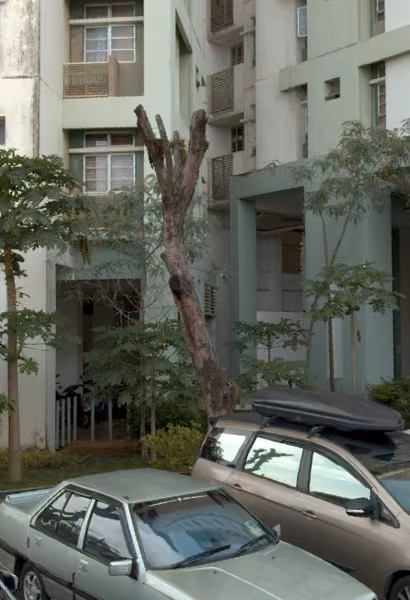 tree photo