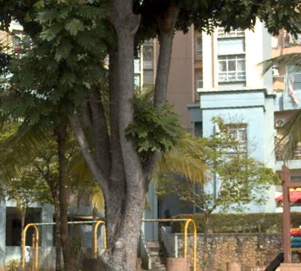 tree photo