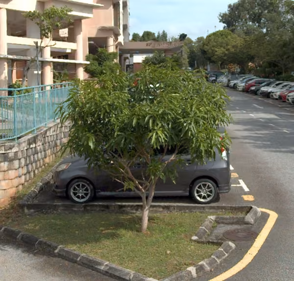 tree photo