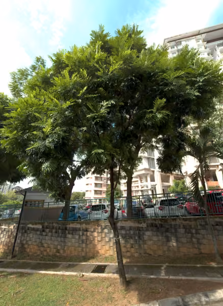 tree photo