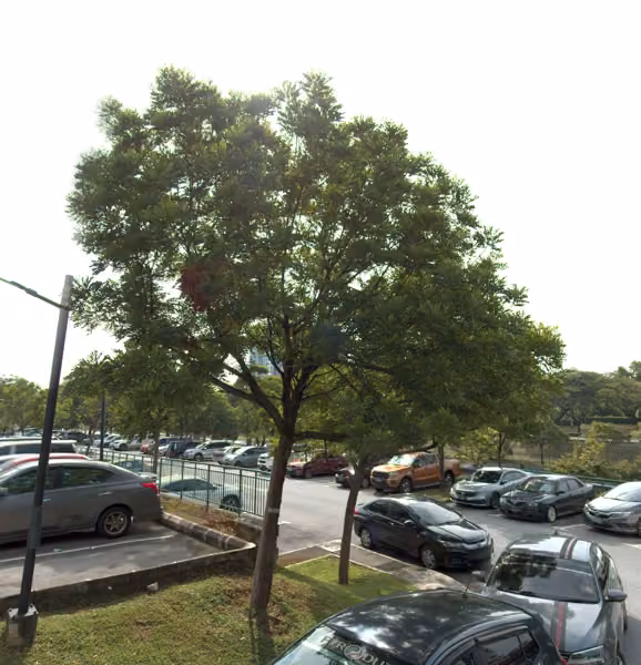 tree photo