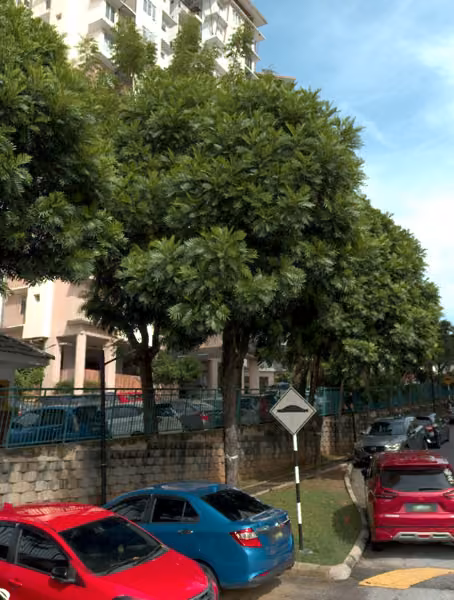 tree photo