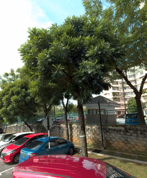 tree photo