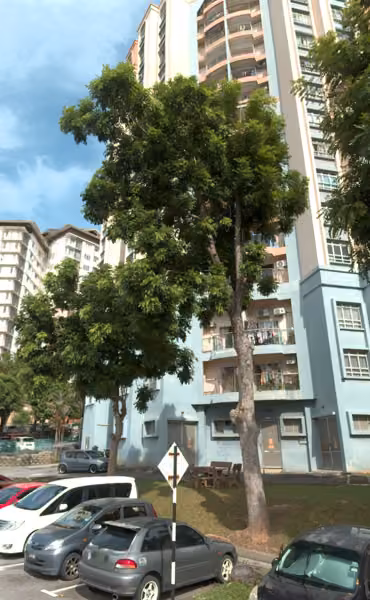 tree photo
