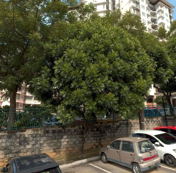 tree photo