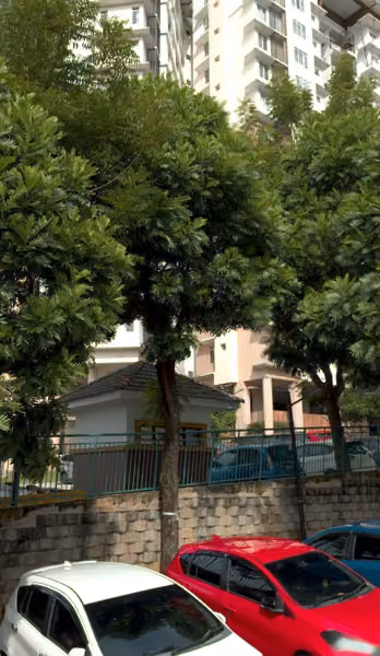 tree photo