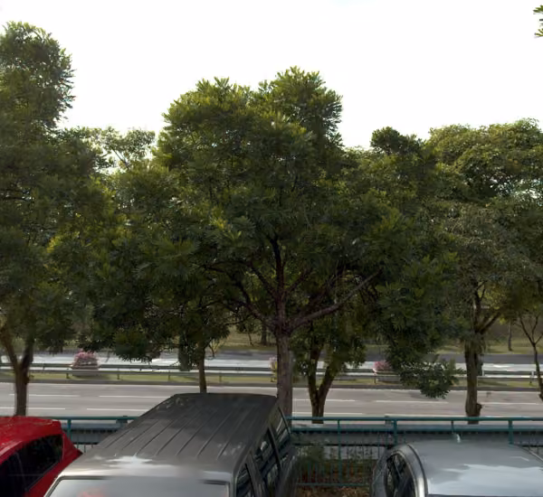 tree photo