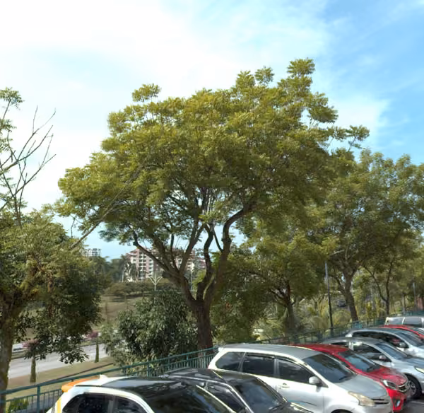 tree photo