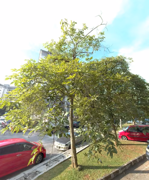 tree photo