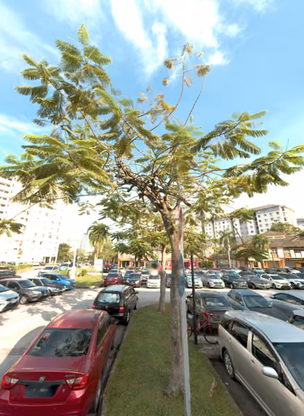 tree photo