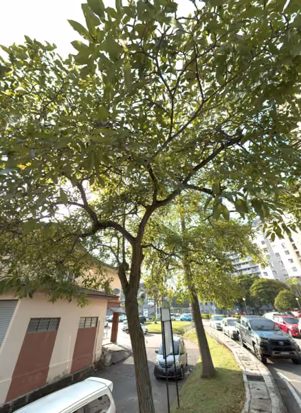 tree photo