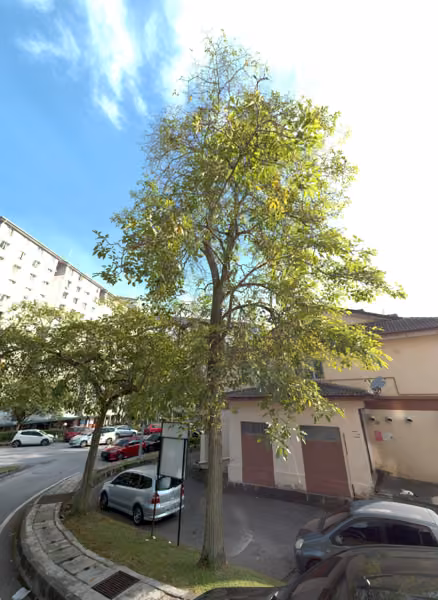 tree photo