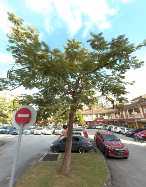 tree photo