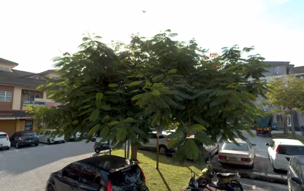 tree photo