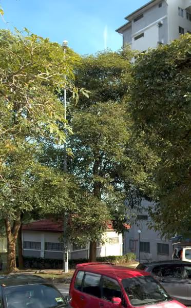 tree photo