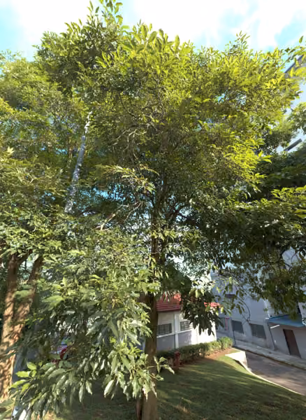 tree photo