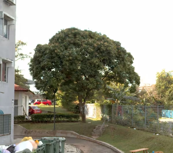 tree photo