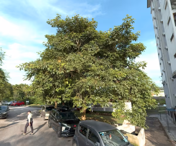 tree photo