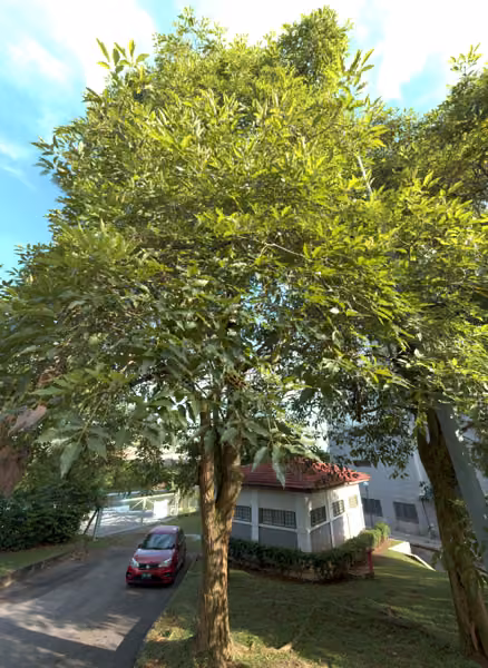 tree photo
