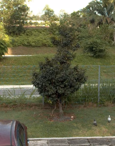 tree photo