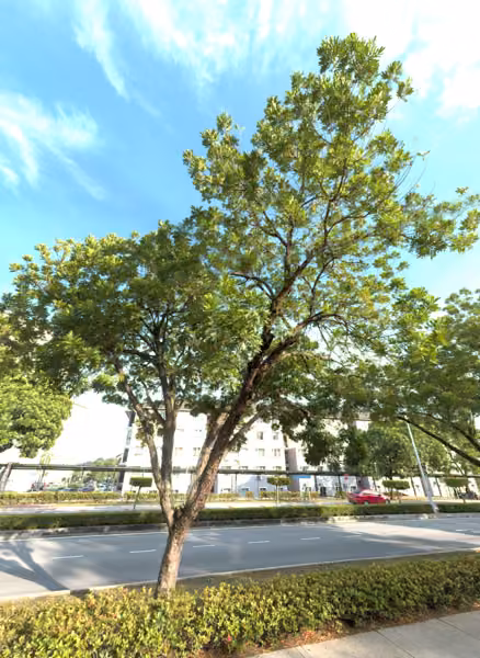 tree photo