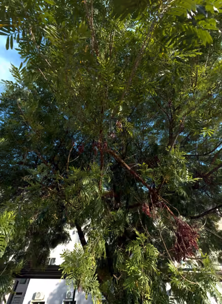 tree photo