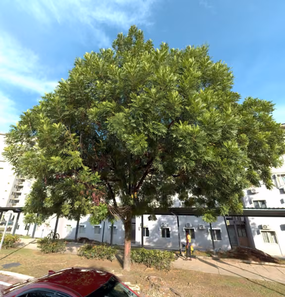 tree photo