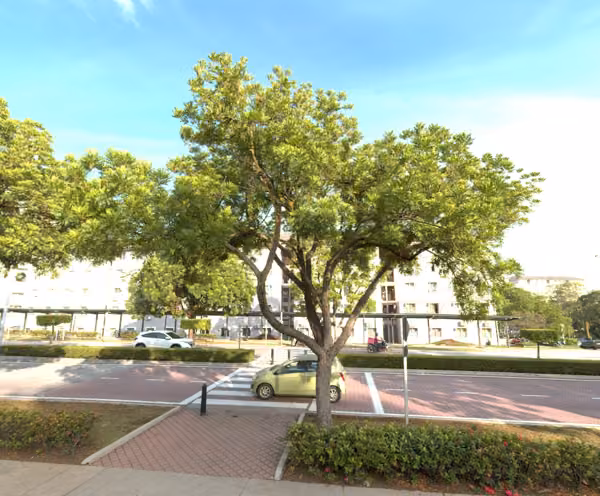 tree photo