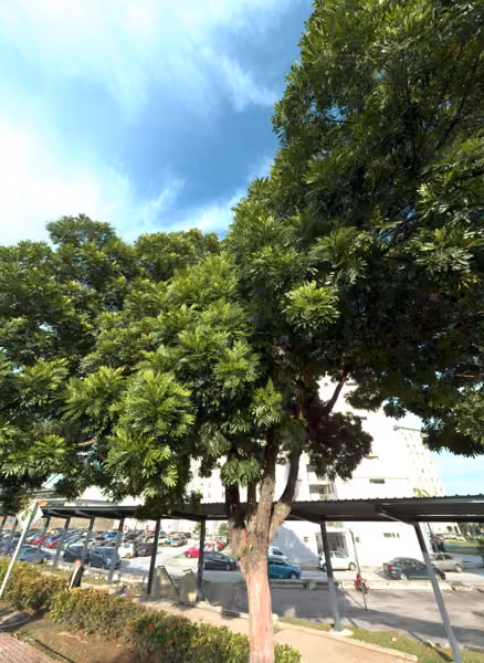 tree photo