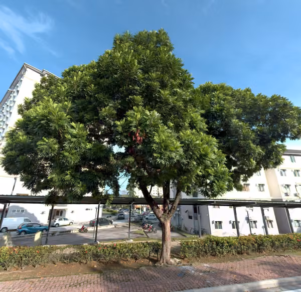 tree photo