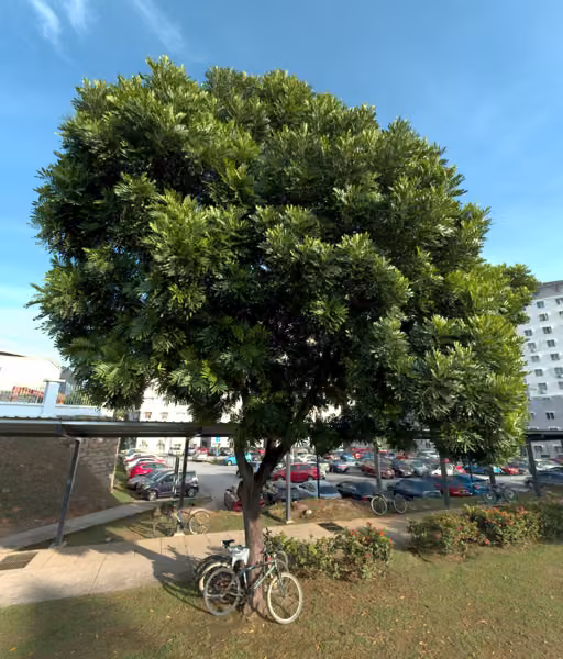 tree photo