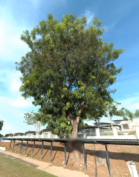 tree photo