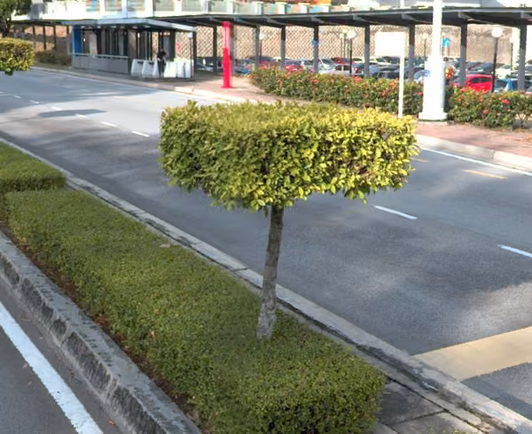 tree photo