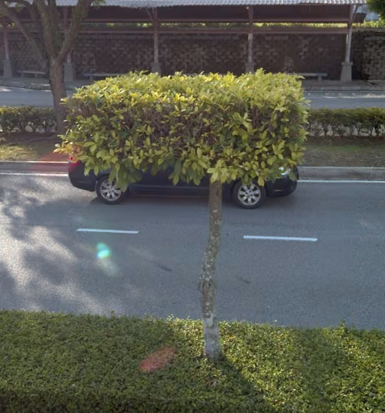 tree photo