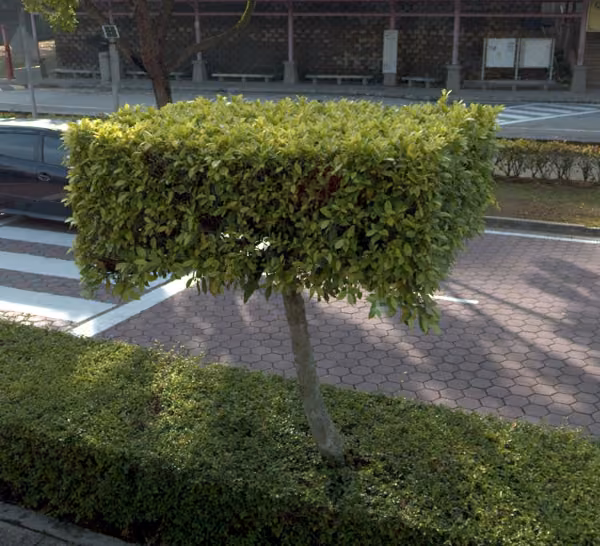 tree photo