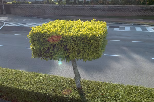 tree photo