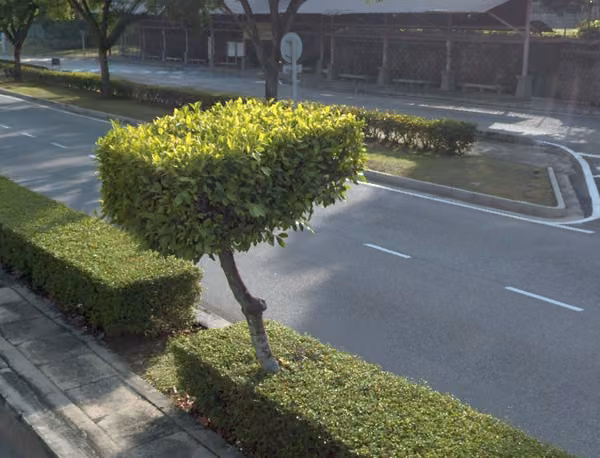 tree photo