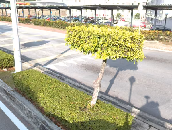 tree photo
