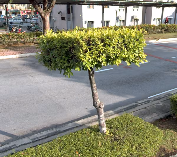 tree photo