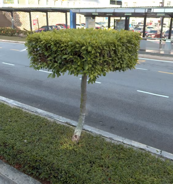 tree photo