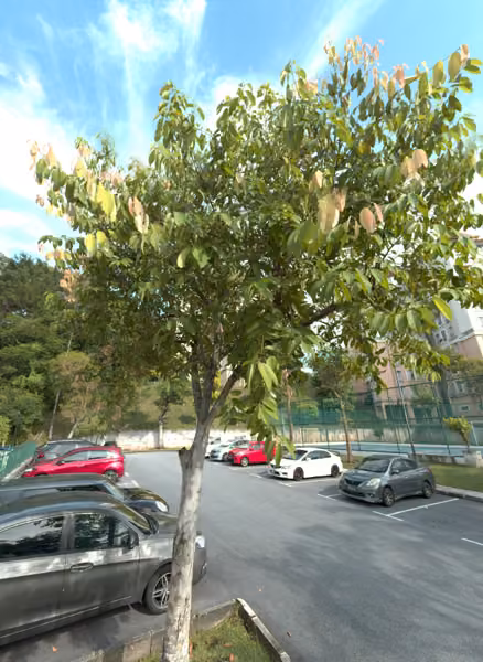 tree photo