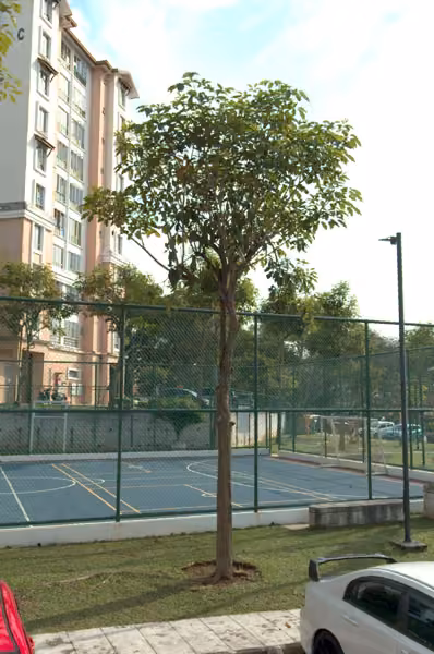tree photo