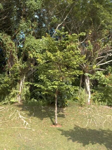 tree photo