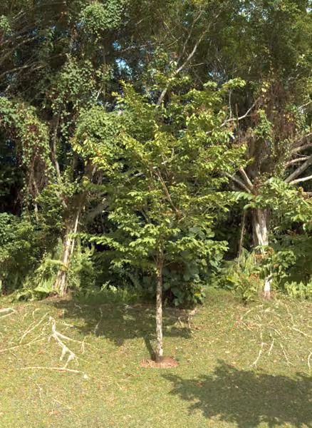 tree photo