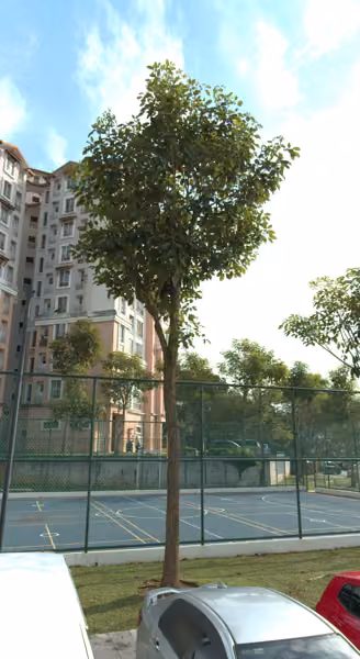 tree photo