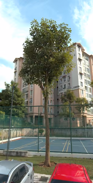 tree photo