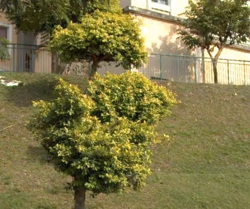 tree photo